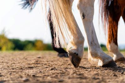 Close-up of a horse's hind legs and hooves in resting position